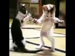 Arapca Sarki Kedi Youtube