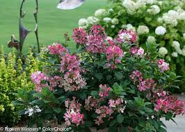 Little Quick Fire Panicle Hydrangea Hydrangea Paniculata Hydrangea Landscaping Quick Fire Hydrangea Hardy Hydrangea