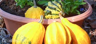 Gourd bank gourd bowl gourd vase. How To Harvest And Cure Ornamental Gourds