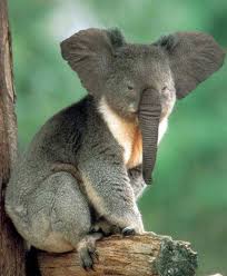 Funny Hybrids Of Different Animals 30 Pics Curious Funny Photos Pictures Animal Mashups Koala Animals