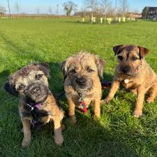 Image result for border teriér