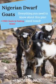 Nigerian Dwarf Goats The Small Goat Breed That You Need To Know About In 2020 Nigerian Dwarf Goats Miniature Goats Nigerian Dwarf