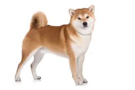 The shiba inu to usd chart is designed for users to. 24mcplxslq J M