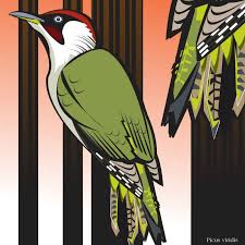 Bird Of The Month From The Sound Recording Blog Post British Bird Of The Month Green Woodpecker Woodpecker Art Bird Art Birds