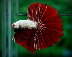 Black Orchids Red Dragon Hm Source Betta Betta Fish Halfmoon Betta