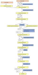 Difference Between Glycolysis And Krebs Citric Acid Cycle