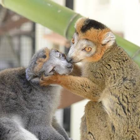 This is a crowned lemur appreciation post 👑 Crowned lemurs are sexually  dichromatic and named after the "crown" markings on their foreheads. This  endangered species is the smallest in the Eulemur genus