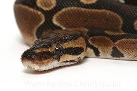 How much does a ball python cost? Ball Python Morph History Reptiles Magazine