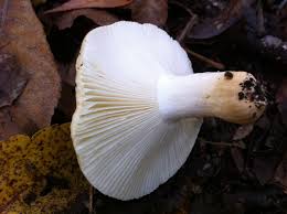 Image result for Russula sp