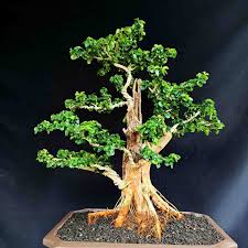 Bonggol bonsai beringin yang bisa ditemukan di pasaran memiliki kisaran harga mulai dari rp 50.000 hingga rp 250.000. Bonsai Pohon Sisir Kaliage Natural Kokoh Dan Berkarakter Tanaman Hias Mini Cantik Shopee Indonesia