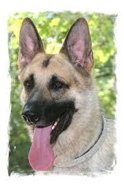 Breeders of striking german shepherd puppies with pedigrees from world class lines. 10 Top Dog Ideas In 2021 German Shepherd Dogs Dog Hero Rin