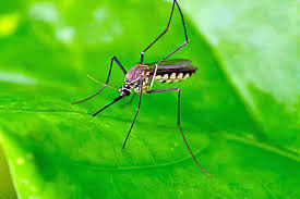 Maybe you would like to learn more about one of these? Plants That Repel Mosquitoes Dispelling The Myth Gardener S Path