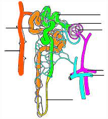 Learn about nephron structure with free interactive flashcards. Color And Label The Nephron