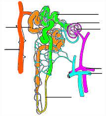 Glomerulus proofreading is one of the last phases of the writing process where you carefully seek out and correct grammatical and typographical errors in your final draft before presenting your work to an aud… Color And Label The Nephron