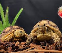 How To Care For Your Sulcata Tortoise Allan S Pet Center