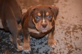 Последние твиты от blue pitbull puppies (@bpk_pitbulls). Blog Pit Bull Puppies