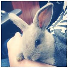 Bc Spca Bcspca Kaninchen Flauschig Hase