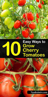 What to do with cherry tomatoes from the garden. 10 Easy Ways To Grow Cherry Tomatoes