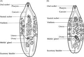 Free ncert and other textbook solutions. Diagram Of Liver Fluke This Is The Well Labelled Diagram Of Liver Fluke