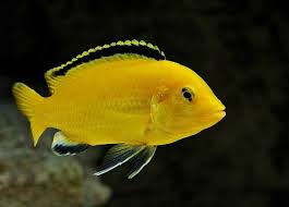 We did not find results for: Lengkap Gambar Ini 12 Jenis Ikan Yang Mudah Dipelihara Untuk Pemula Ikan Cupang Hingga Ikan Hantu Halaman 4 Tribun Timur