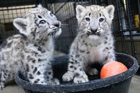 Snow leopard and human interaction. Snow Leopard Zooborns