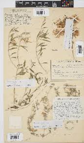 Image result for Dicoma capensis