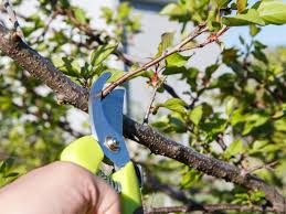 Snow fountain grows up to 12 ft. Apricot Pruning Tips How And When To Prune Apricot Trees