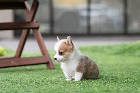 Find purebred puppies and mixed breed dogs for sale or adoption here. Pin On Corgis