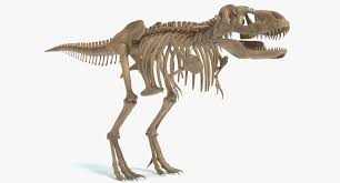 T Rex Skeleton 3d Model Ad Rex Skeleton Model In 2020 Skeleton Model 3d Model Rex