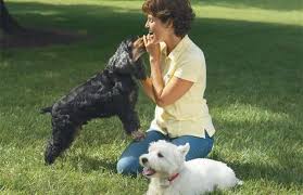 新手養狗指南避免禁忌好上手 寵物百科 Dogs Pets Pet Dogs