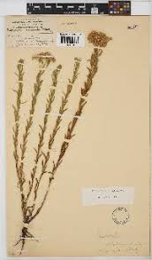 Image result for Nidorella spartioides