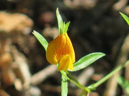 Image result for Zornia punctatissima