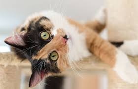 Some people love a lap cat, and others prefer their pet to be near, but not on them. Fascinating Calico Cat Behavior And Personality Traits Lovetoknow
