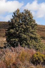 Image result for Phyllocladus