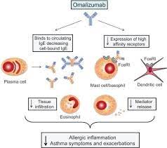 Asthma Symptoms Dendritic Cell Inflammation