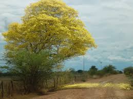 Image result for Handroanthus chrysanthus