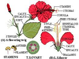 Ini adalah ruang berbentuk cangkir kecil yang mengumpulkan cairan sebelum masuk ke kandung kemih. 80 Gambar Bunga Mawar Dan Strukturnya Paling Cantik Bunga Kembang Sepatu Gambar Bunga Bunga