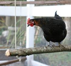 Diy Chicken Swing Adding A Chicken Swing Or Two To A Coop Gives Chickens Various Places To Perch At Different Height L Chicken Swing Chicken Toys Chicken Diy