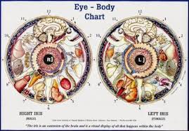 What Is Iridology Diagnosis Chart Iriscope Iridology