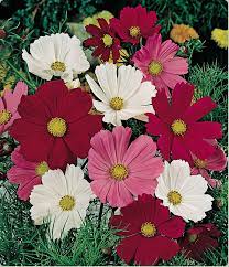 Cosmos Cosmos Flowers Flower Seeds Annual Flowers