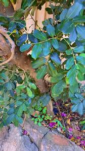 Image result for Zanthoxylum usambarense