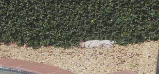 What To Do If I Find A Dead Dog