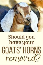 Goat Horns To Disbud Or Not To Disbud In 2020 Goat Horns Goats Goat Kidding