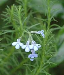 Image result for Lobelia chireensis
