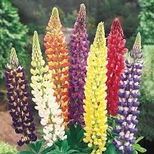 Lupines are contented companions to spinach, squash, and cucumbers. Mixed Dwarf Lupines Michigan Bulb