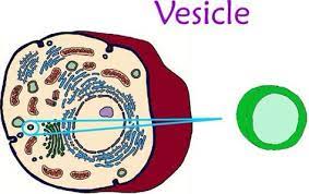 Maybe you would like to learn more about one of these? 20 Cells Ideas Cell Organelles Cell Biology