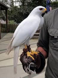 Birds That Start With R Grey Goshawk Https Www Reddit Com R Pics Comments D11kbi Stunningly Beautiful Grey Goshawk Birds Of Prey Beautiful Birds Raptors Bird