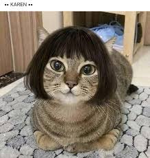 funny memes meant for maximum relaxation cute baby animals cute cats cute animals