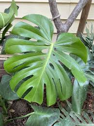 Image result for Monstera