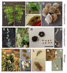 Image result for Anemia angolensis